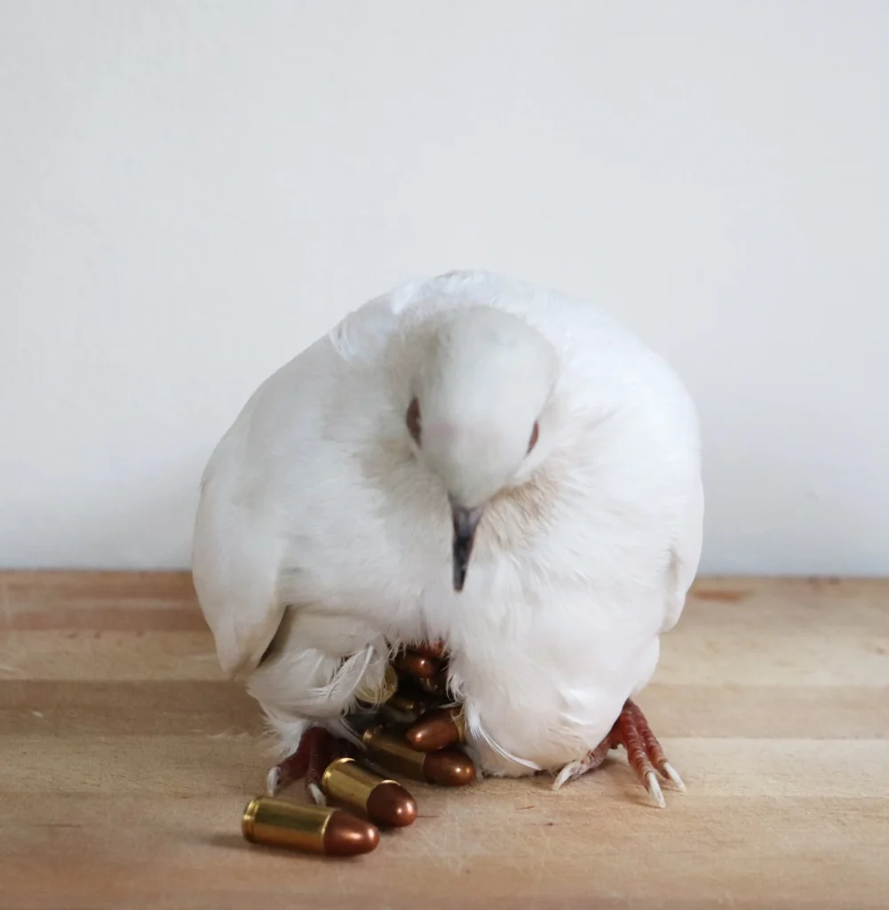White dove sculpture with an open incision revealing bullets inside, symbolizing the contrast between peace and war.