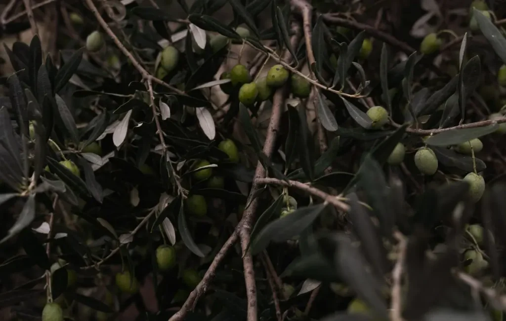 Polyphenol-rich olive oil supporting collagen production, skin barrier repair, and anti-aging effects.