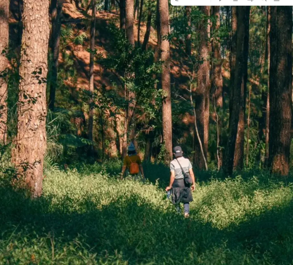 2 peopls in forest walking ,there are trees grass
